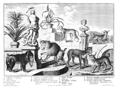 Affen und Wildkatzen von Salomon Kleiner