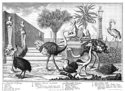 Strauße, Kasuar, Stachelschwein von Salomon Kleiner