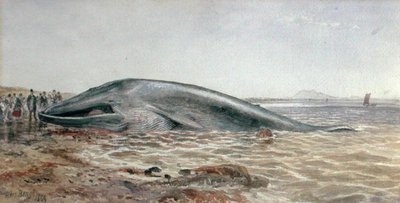 Der Aberlady-Wal, Longriddy Bay von Samuel Bough