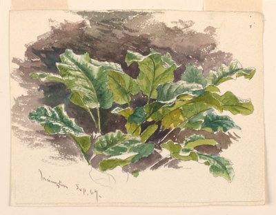 Botanische Studie von Samuel Colman