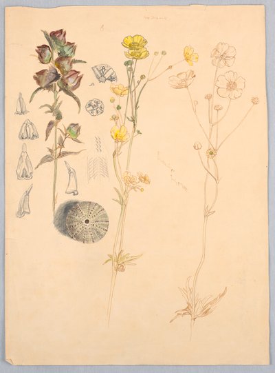Butterblumen, Mt. Desert von Samuel Colman