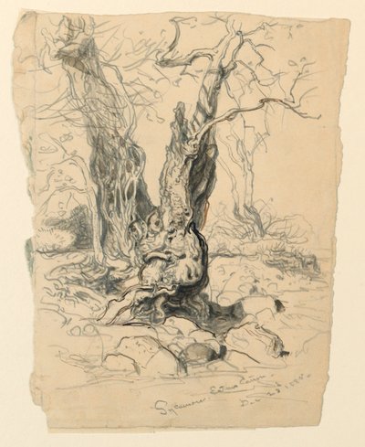 Studie einer Platane von Samuel Colman