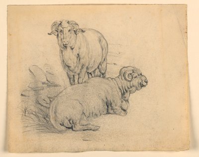Studie von zwei Widdern von Samuel Colman