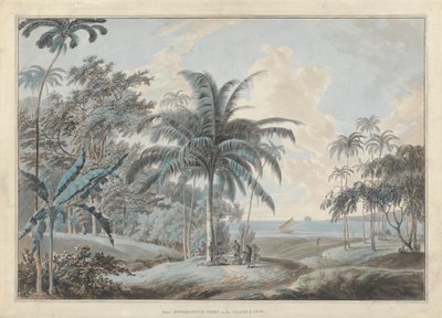 In der Nähe von Eucheconing Point, Java von Samuel Daniell
