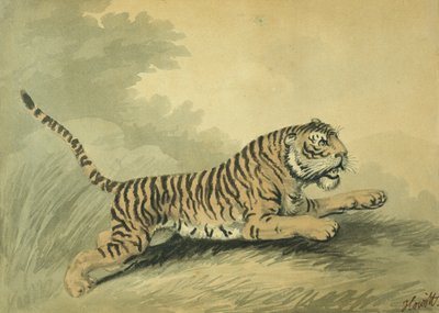 Eine Tigerin springt nach rechts, 1807 von Samuel Howitt