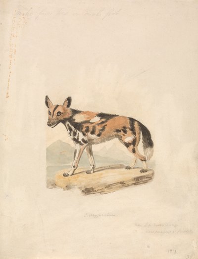 Abessinischer Hund von Samuel Howitt
