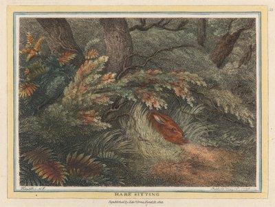 Sitzender Hase von Samuel Howitt