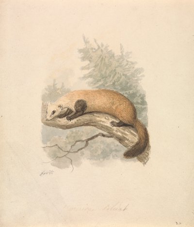Iltis von Samuel Howitt