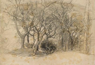Studie von Bäumen, Clovelly Park von Samuel Palmer