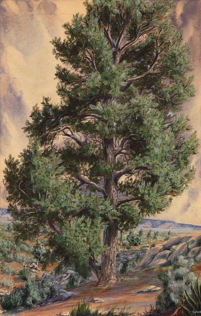 Kiefer, n.d. von Sandow