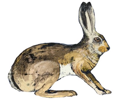 Hase, 2024 von Sarah Thompson Engels