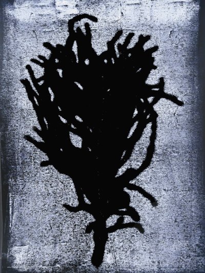 Schwarzer Farn von Sarah Thompson Engels