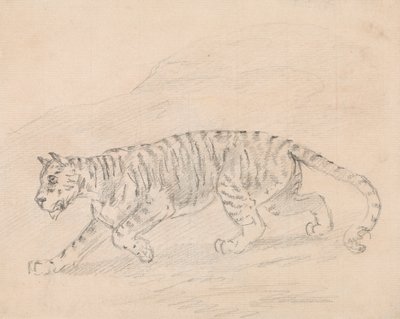 Tiger von Sawrey Gilpin