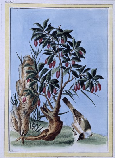 Vogel (japanischer Druck) von Japanese School