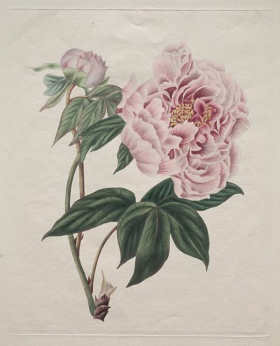 Chinesische Baum-Pfingstrose Paeonia suffruticosa, ca. 1820 von Smith