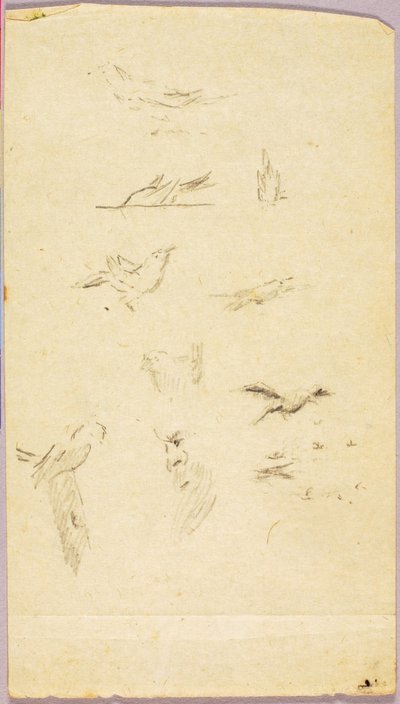 Vögel von Solon H. Borglum