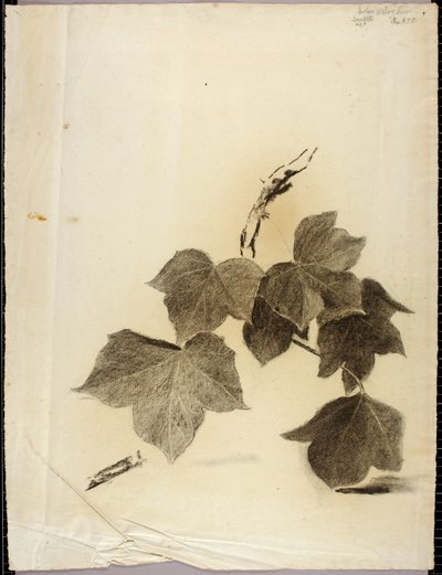Blätter von Solon H. Borglum