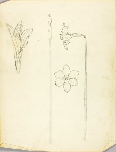 Pflanzenstudie von Solon H. Borglum