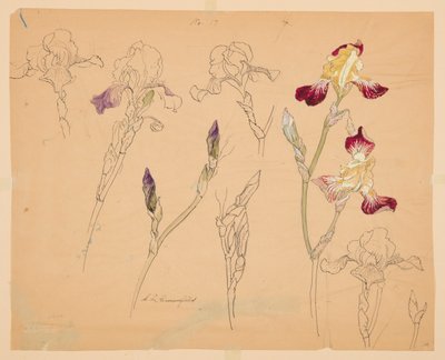 Studien von Schwertlilien von Sophia L. Crownfield