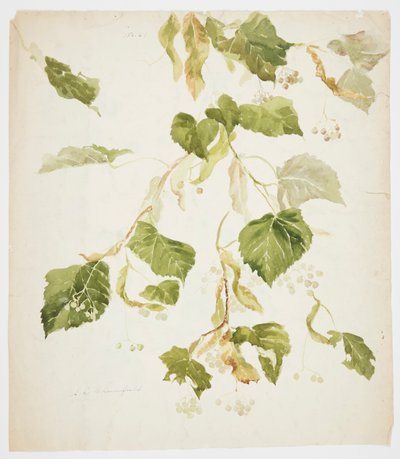 Studie eines Lindenastes von Sophia L. Crownfield