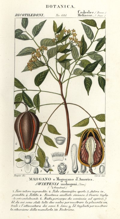 Amerikanisches Mahagoni, Swietenia mahagoni von Stanghi Stanghi