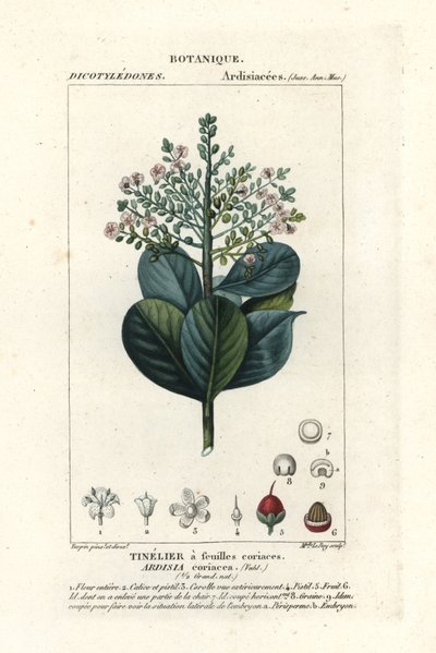 Beefwood, Ardisia coriacea von Stanghi Stanghi