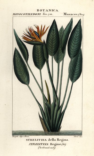 Paradiesvogelblume, Strelitzia reginae von Stanghi Stanghi