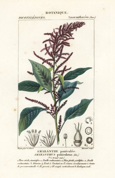 Blutamarant, Amaranthus cruentus von Stanghi Stanghi