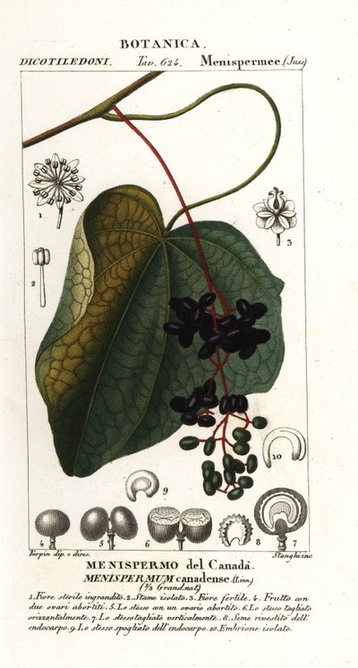 Kanadische Mondkern, Menispermum canadense von Stanghi Stanghi