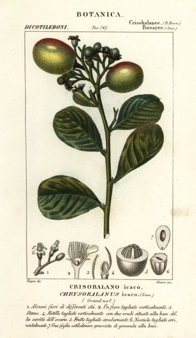 Kokospflaume, Chrysobalanus icaco von Stanghi Stanghi