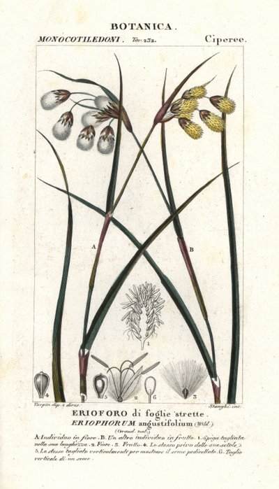 Wollgras, Eriophorum angustifolium von Stanghi Stanghi