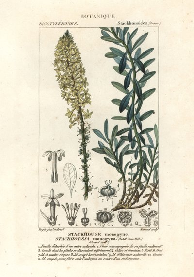 Cremige Kerzen, Stackhousia monogyna von Stanghi Stanghi