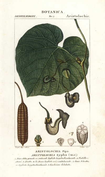 Pfeifenwinde, Aristolochia macrophylla von Stanghi Stanghi