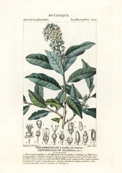 Erythroxylum laurifolium von Stanghi Stanghi