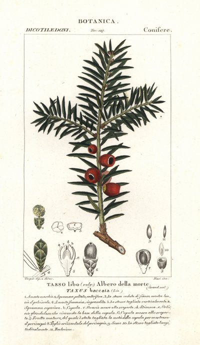 Europäische Eibe, Taxus baccata von Stanghi Stanghi
