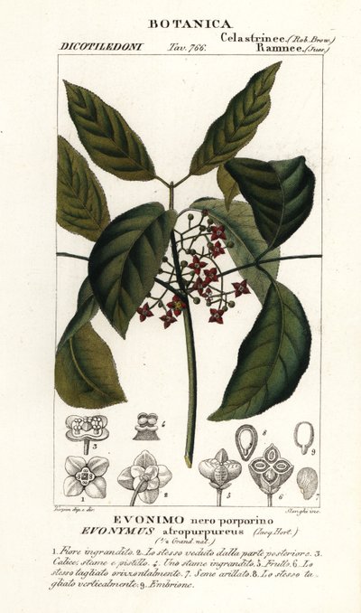 Hamiltons Spindelbaum, Euonymus hamiltonianus von Stanghi Stanghi