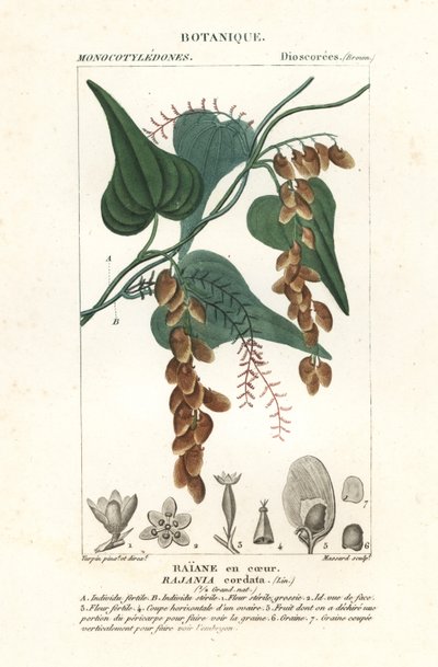 Himberbaum, Rajania cordata von Stanghi Stanghi