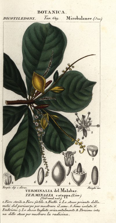 Indische Mandel, Terminalia catappa von Stanghi Stanghi