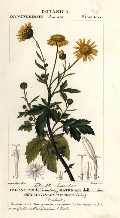 Indische Chrysantheme, Chrysanthemum indicum von Stanghi Stanghi