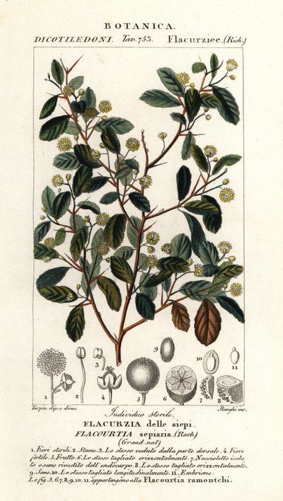 Indische Pflaume, Flacourtia indica von Stanghi Stanghi