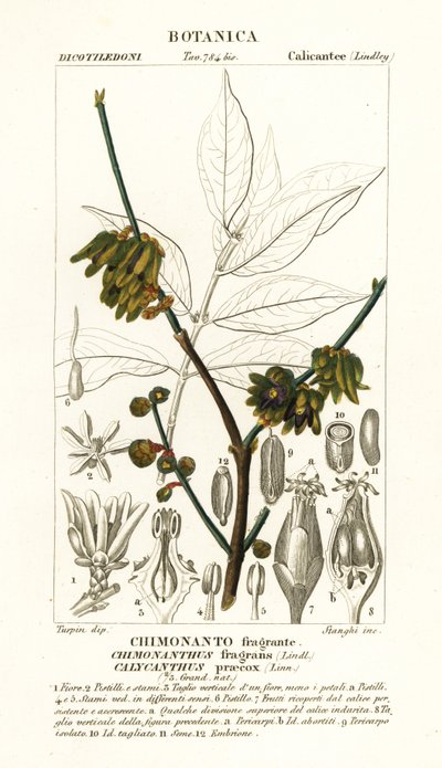 Japanische Gewürzstrauch, Chimonanthus praecox von Stanghi Stanghi