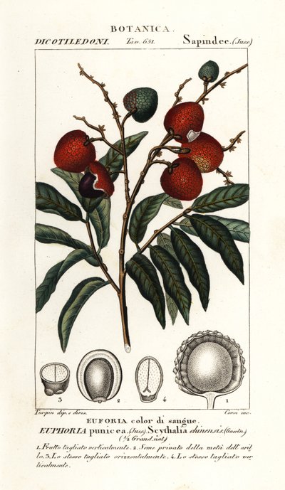 Litschifrucht, Litchi chinensis von Stanghi Stanghi