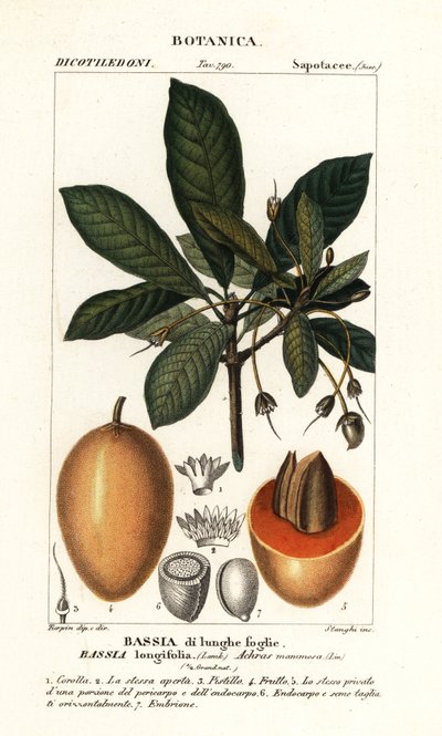 Mahuwa-Baum, Madhuca longifolia von Stanghi Stanghi