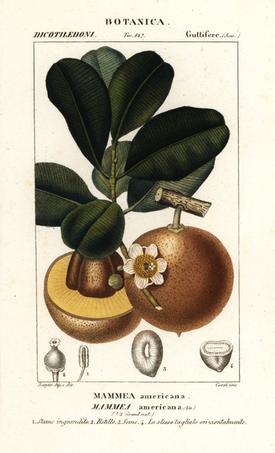 Mammee-Apfel, Mammea americana von Stanghi Stanghi