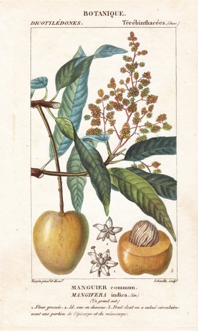 Mangofrucht und Schnitt, Mangifera indica von Stanghi Stanghi