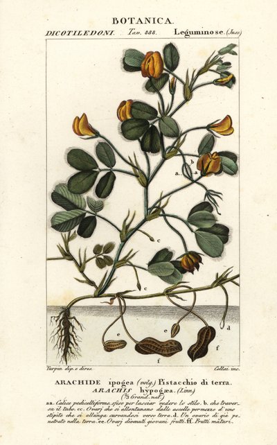 Erdnuss, Arachis hypogaea von Stanghi Stanghi