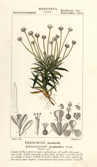 Rohrkolben, Paepalanthus dendroides von Stanghi Stanghi
