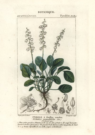 Rundblättriges Wintergrün, Pyrola rotundifolia von Stanghi Stanghi