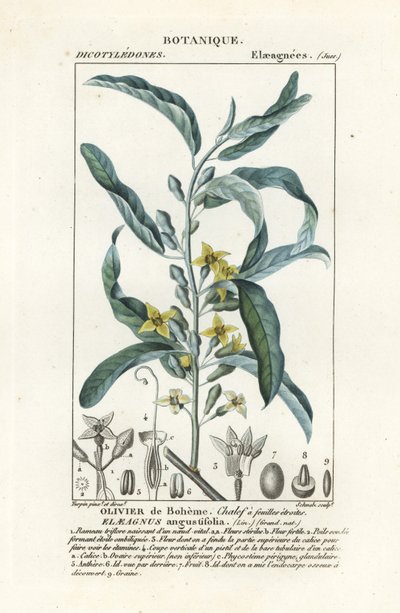 Schmalblättrige Ölweide, Elaeagnus angustifolia von Stanghi Stanghi