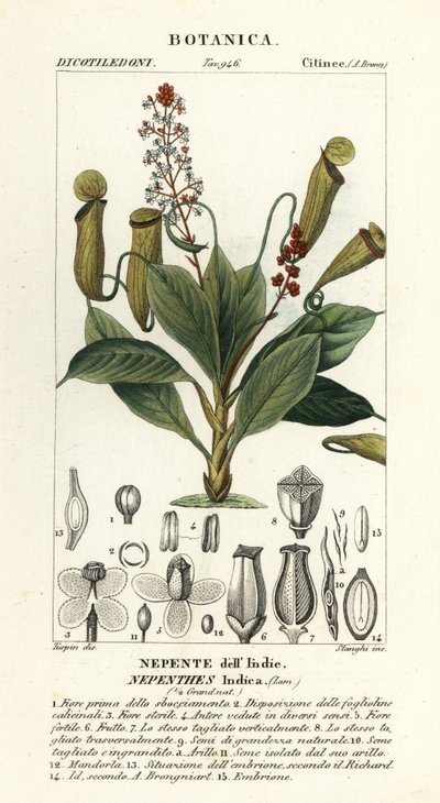 Tropische Kannenpflanze, Nepenthes distillatoria von Stanghi Stanghi